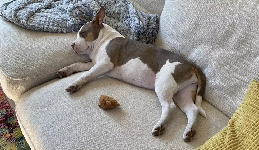 A Happy Update Involving Stolen Minnesota Car Containing Puppy!
