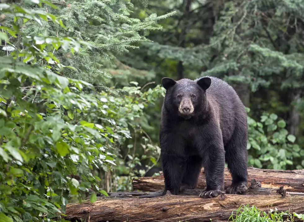 Minnesota 2023 Bear Hunt Lottery Applications Are Now Being Accepted