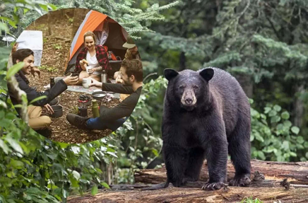 How To Avoid + Handle Bear Conflicts While Outdoors In Minnesota + Wisconsin