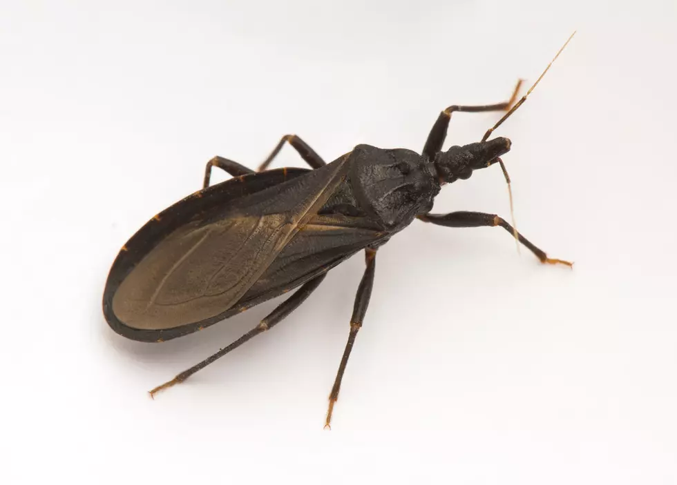 Integrated Pest Management Concepts and Benefits Webinar