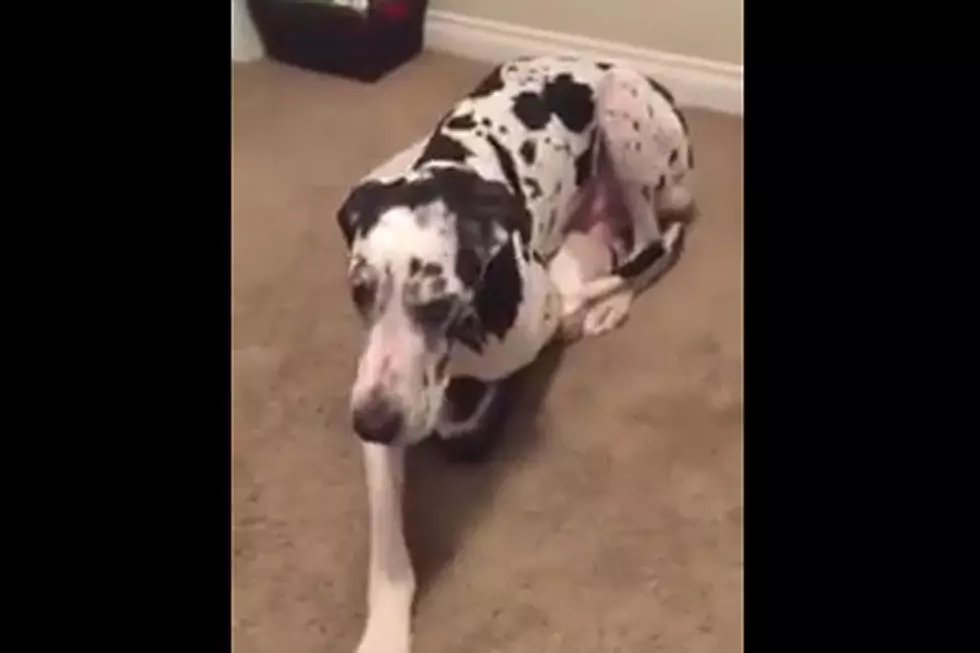 Cute Dog Is Determined to Sit in Teeny Tiny Doggy Bed