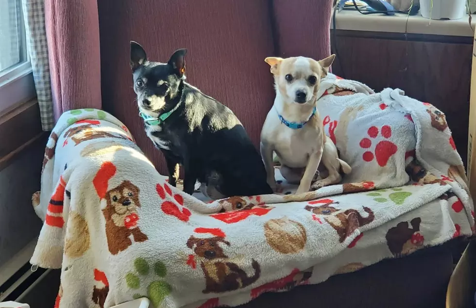 Diego & Peanut Are Best Friends Looking For Their New Home