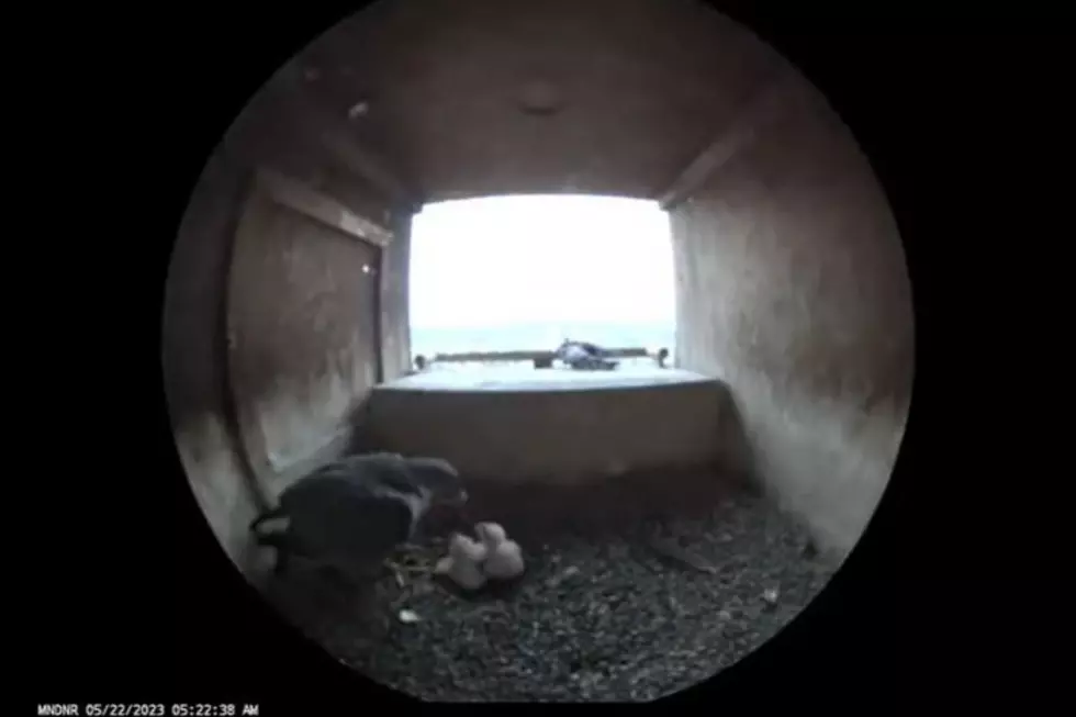 Fluffy Fun! You Can Now Watch Minnesota Falcon Chicks On Camera