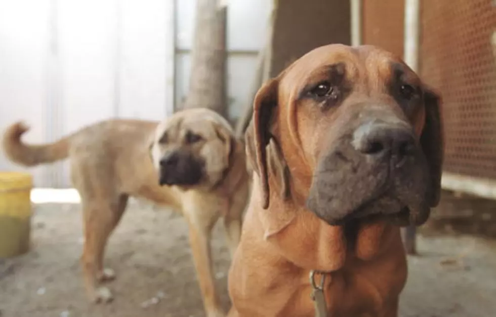 Is Your Dog Eating One Of These Dog Food Brands Being Recalled?