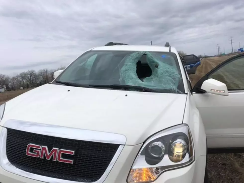 Wild Turkey Loses in Game of Chicken With SUV
