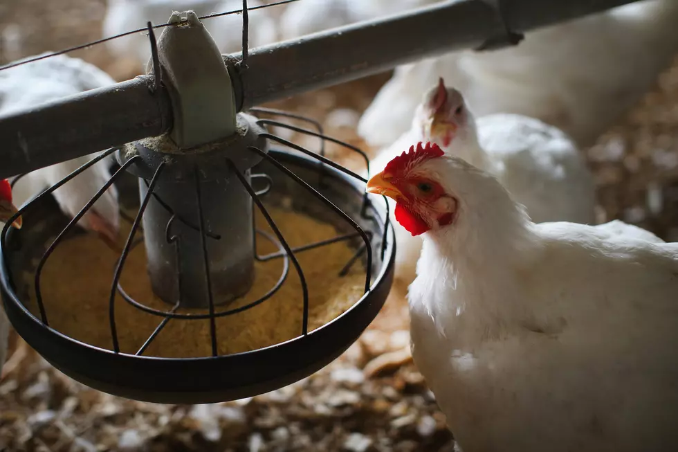 Minnesota’s Governor, Senators Praise State’s Bird Flu Fight