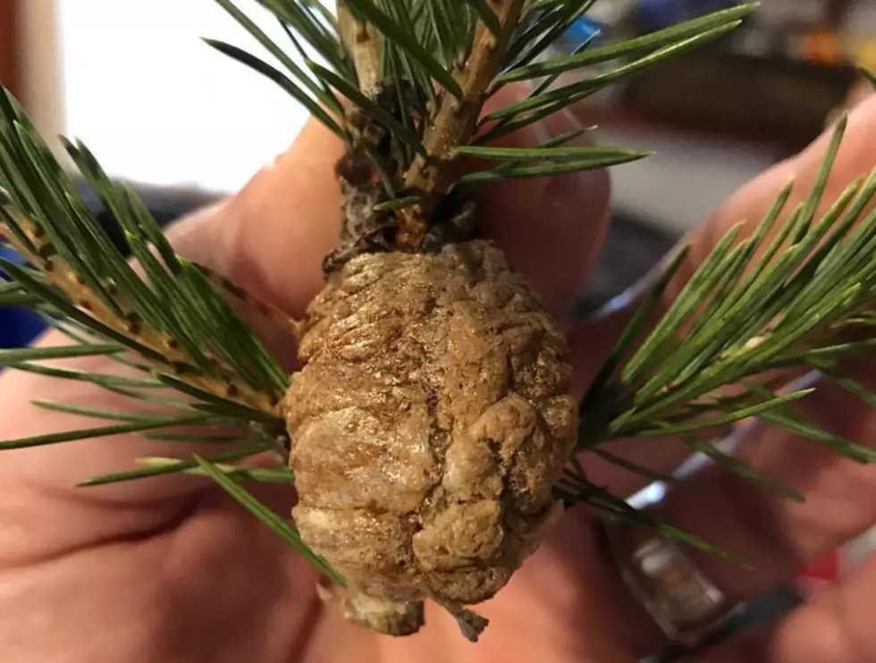 Don’t Worry About Praying Mantis Eggs In Your Christmas Tree In Minnesota