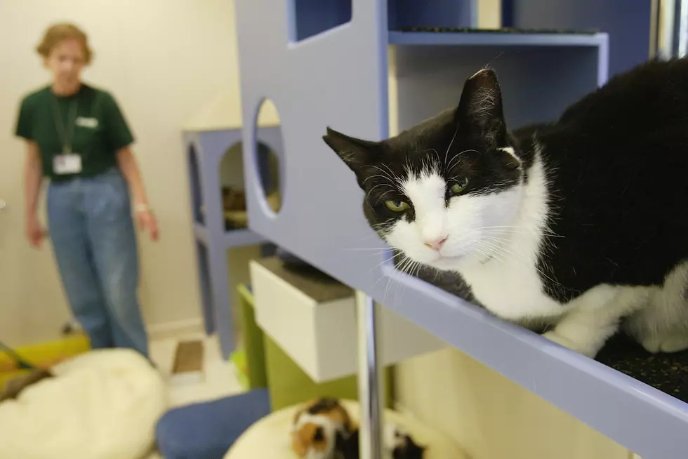 Faribault Animal Rescue Is Set To Close It’s Doors At The End Of July
