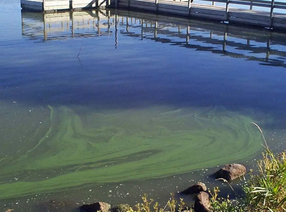 If You See This Floating In A Minnesota Lake, Don’t Let Your Dog Go In!