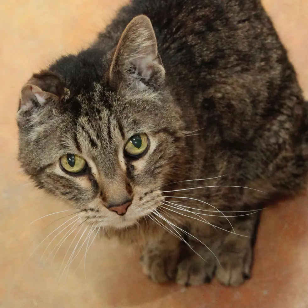 An Absolute ‘Sweetheart’ 10-Year-Old Kyla Is Looking For A Forever Home