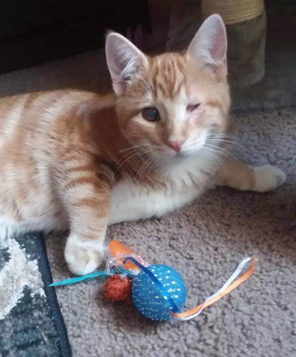 Soft & Lovable Reggie Is Looking For A Single Level Home And Family!
