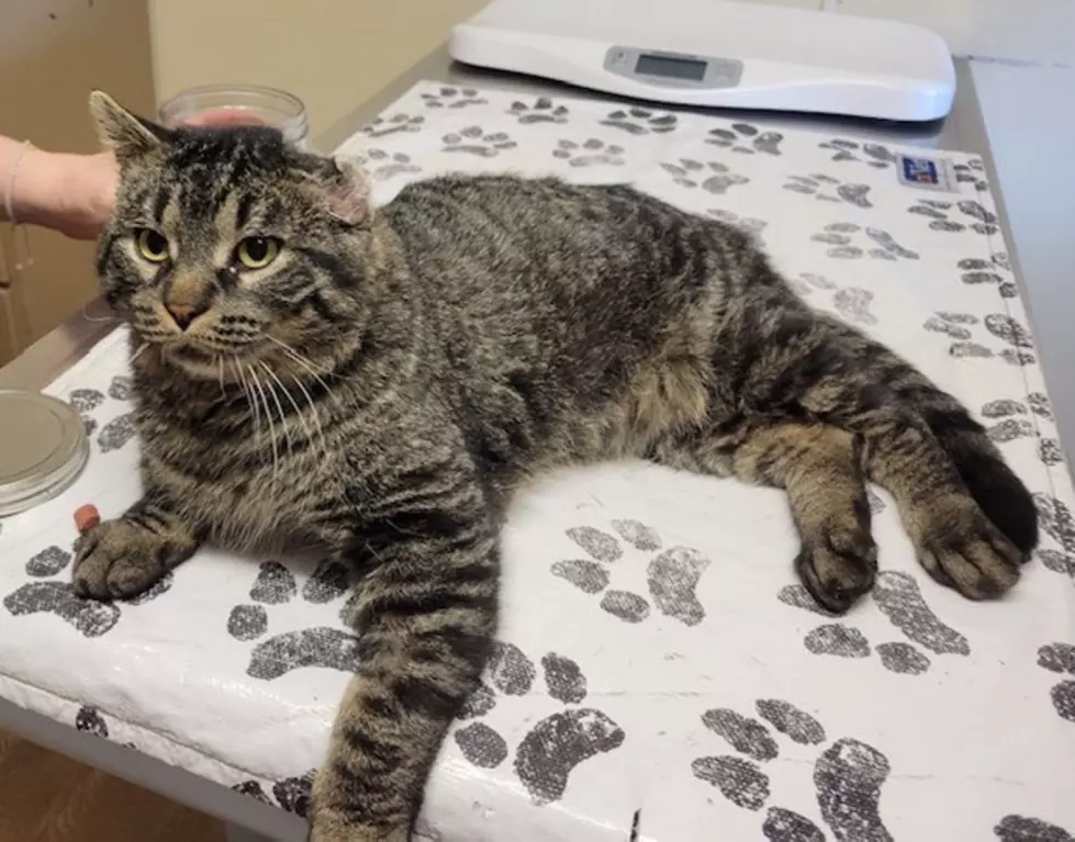 This ‘Big Teddy Bear’ Named Buster Is Looking For His ‘Purr-fect’ Fit