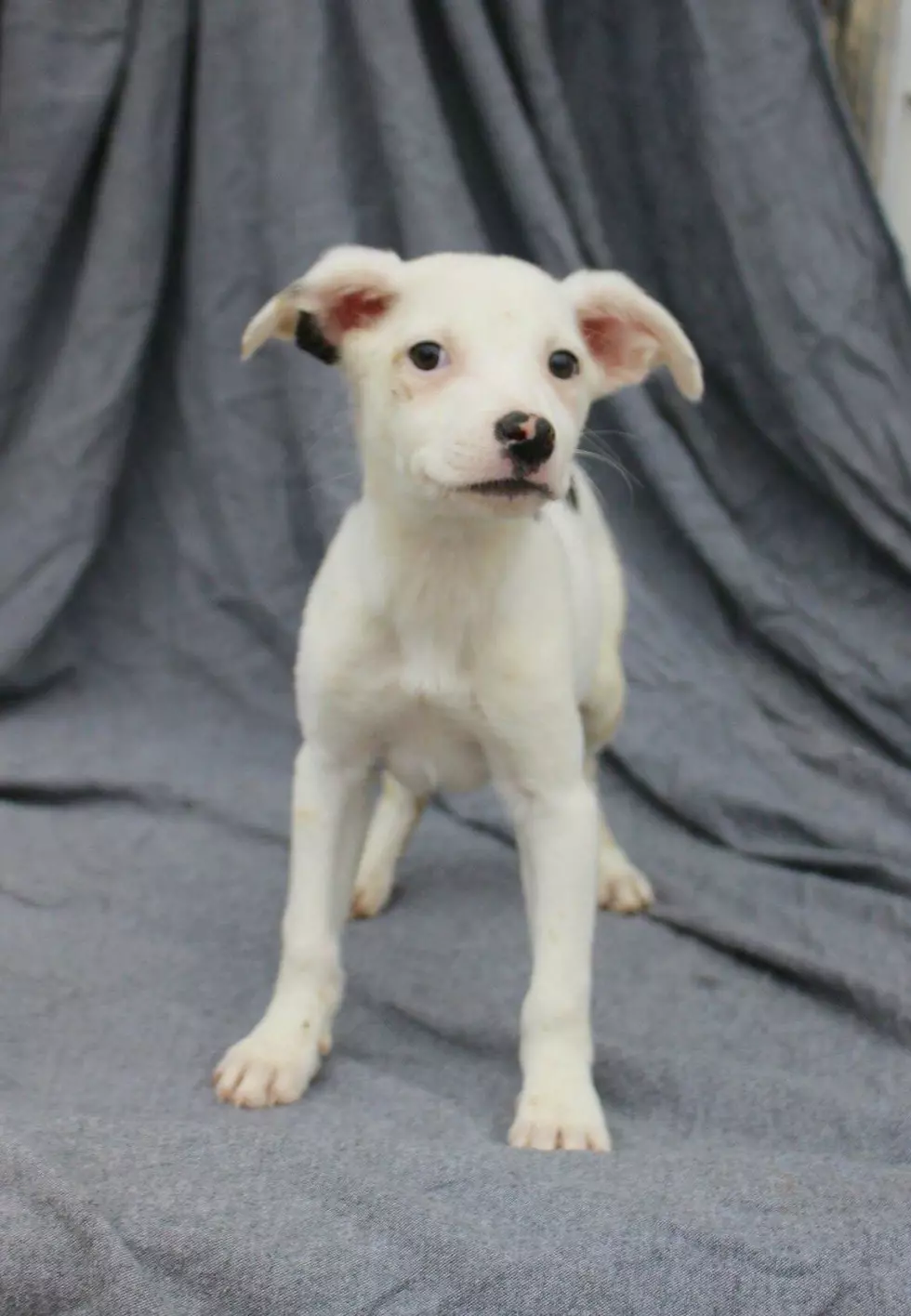 Pet of the Week: Cindy