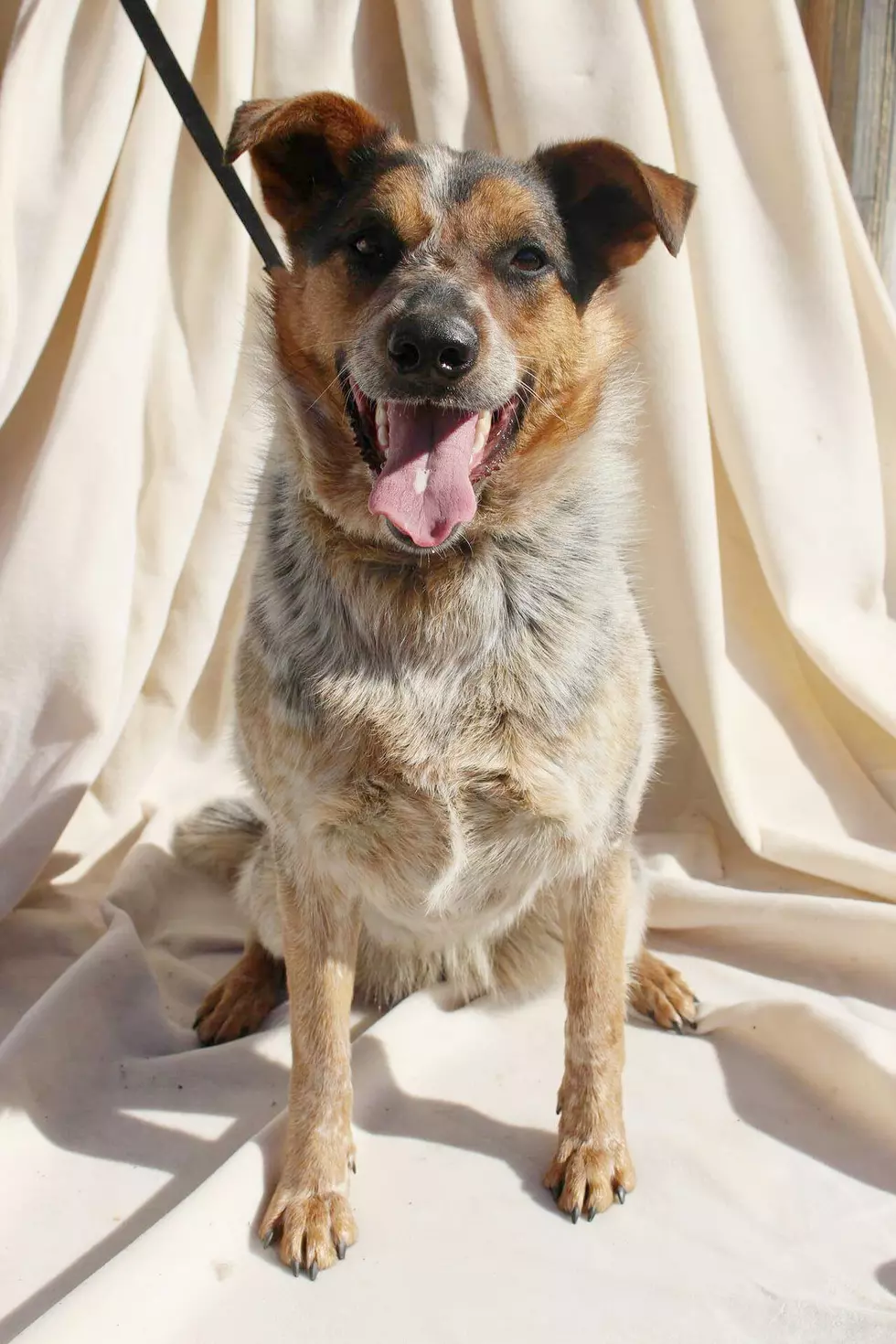 Pet of the Week: Molly