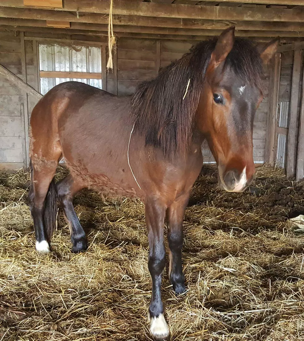 Pet of the Week: Mystery
