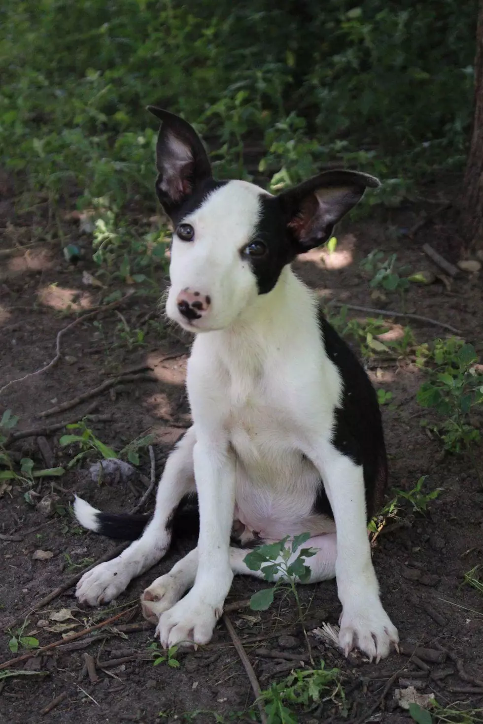 Pet of the Week: Possum