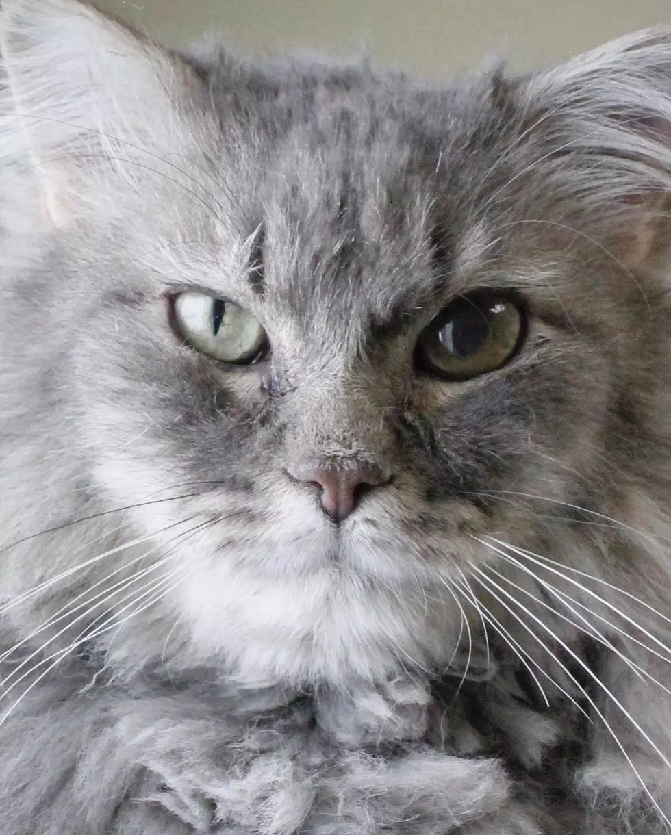 Adopt-A-Pet: Scruffy Is Looking For His Forever Home