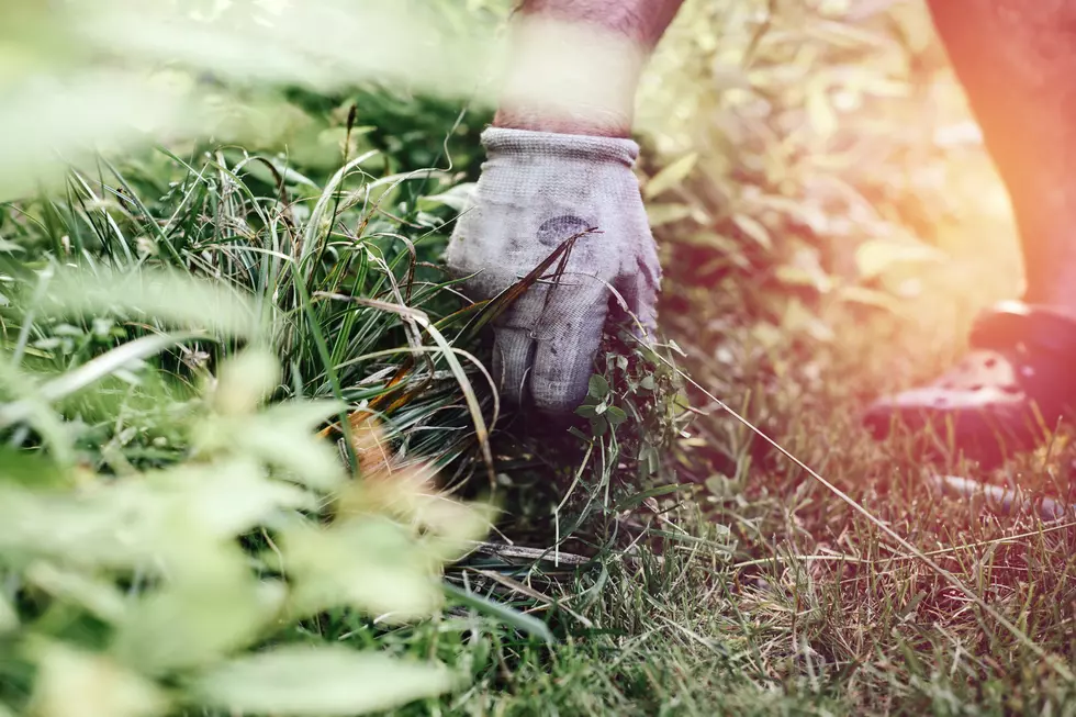 Iowa High School Offers PE Credit For Doing Yard Work for Local Elderly