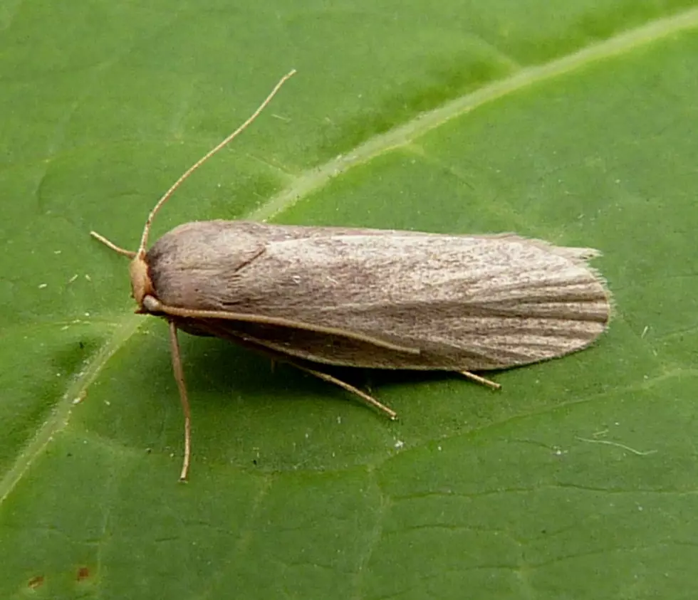 The Hearing Champion of the World is An Insect