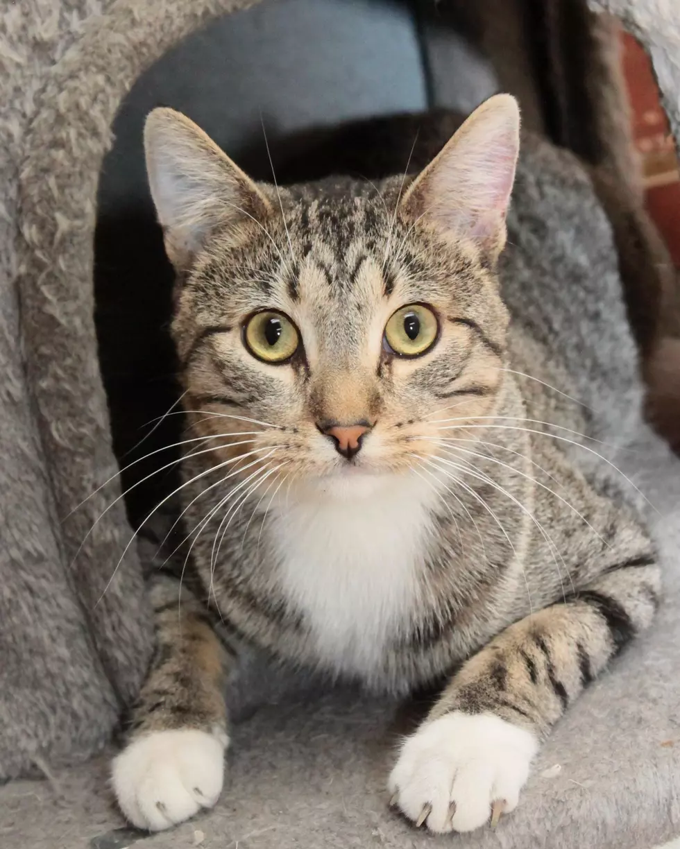 Wide-Eyed Norm Is Looking For A Patient Family & Loving Home In 2022