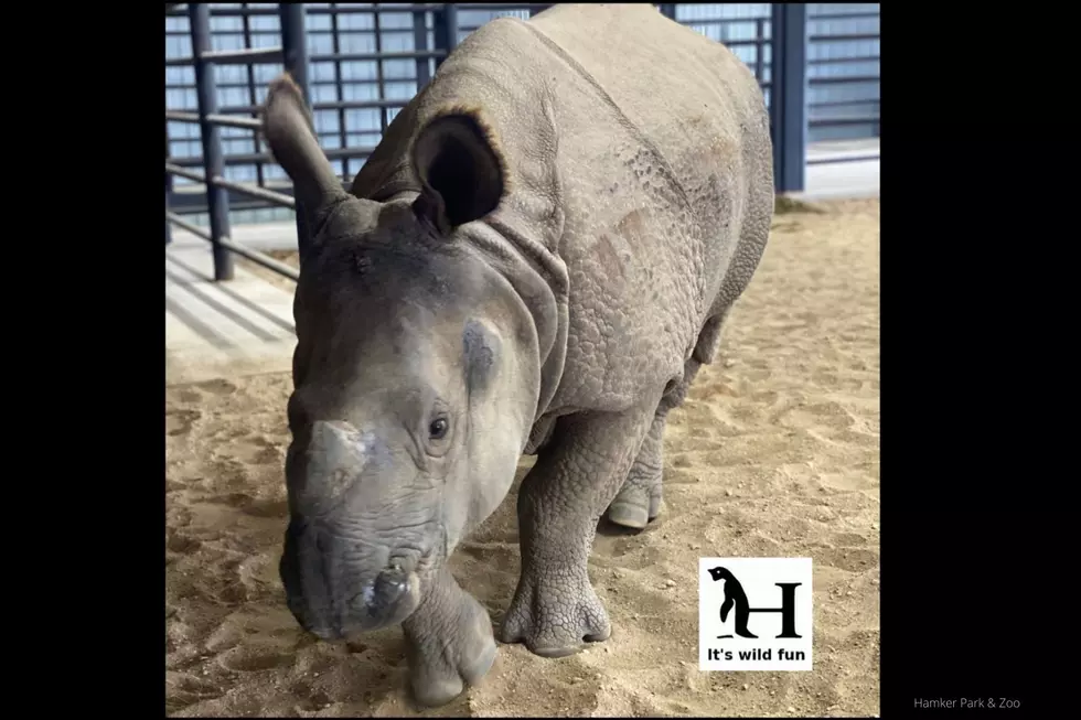 A Rhinoceros Has Been Spotted in Minnesota
