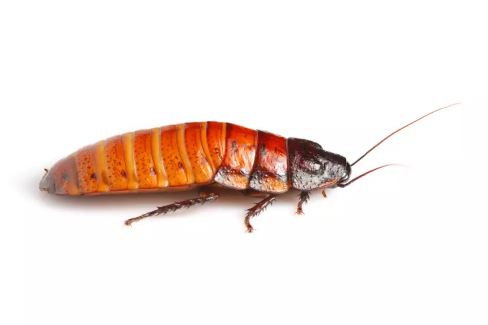 Is Faribault Ready For…Cockroach Milk?!