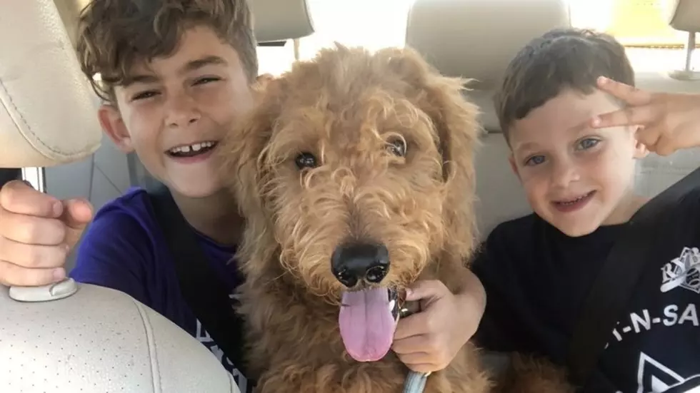 Is Hit and Run on a Domestic Animal Illegal in Minnesota?