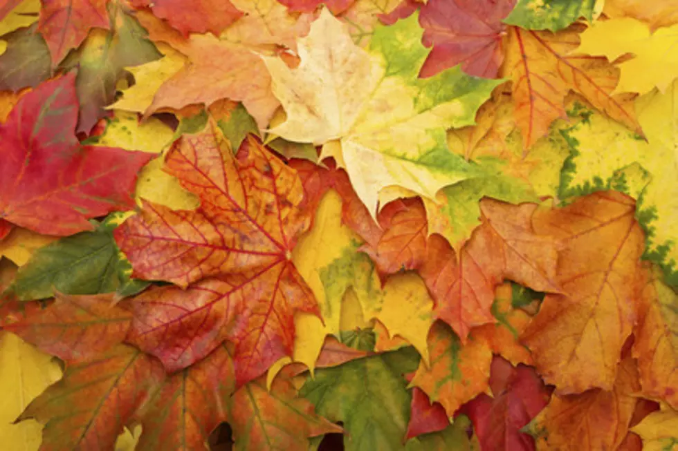 Don’t Rake Your Leaves in Minnesota This Fall!