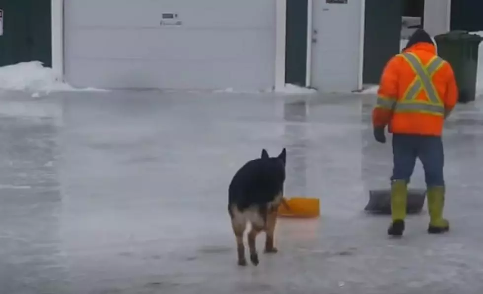 The Snow-Shoveling Dog Southern Minnesota Needs This Weekend