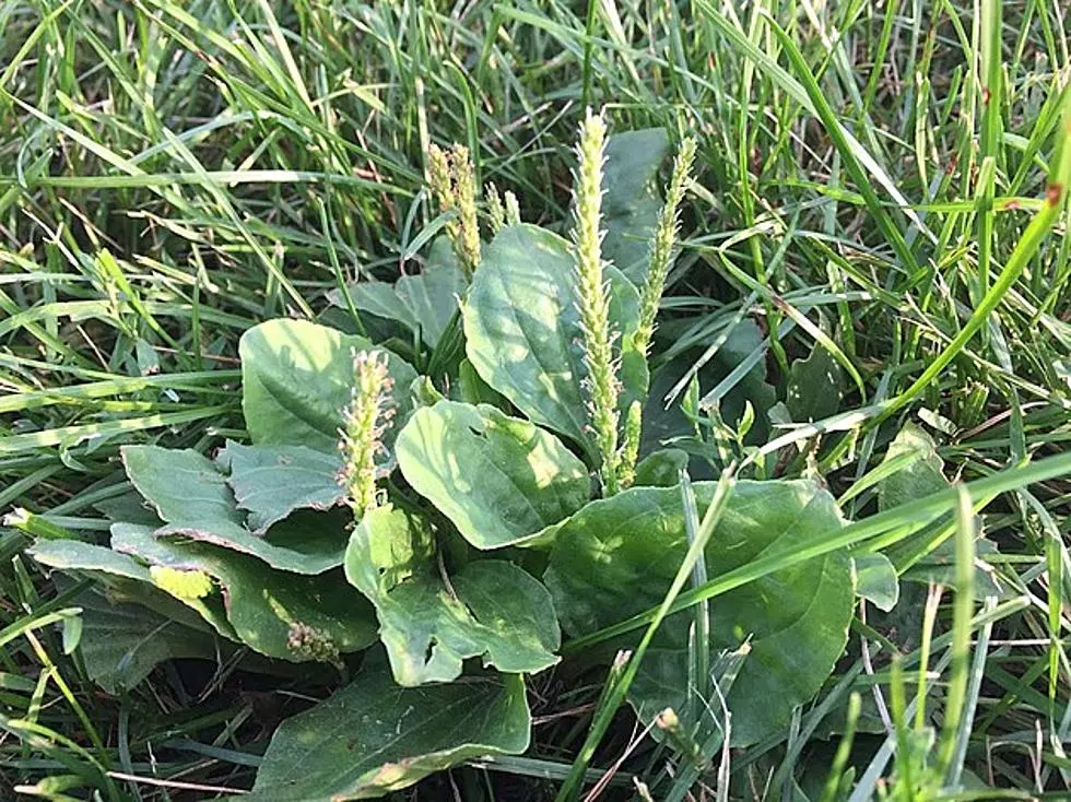The Remedy For Itchy Bug Bites Is in Your Backyard in Minnesota