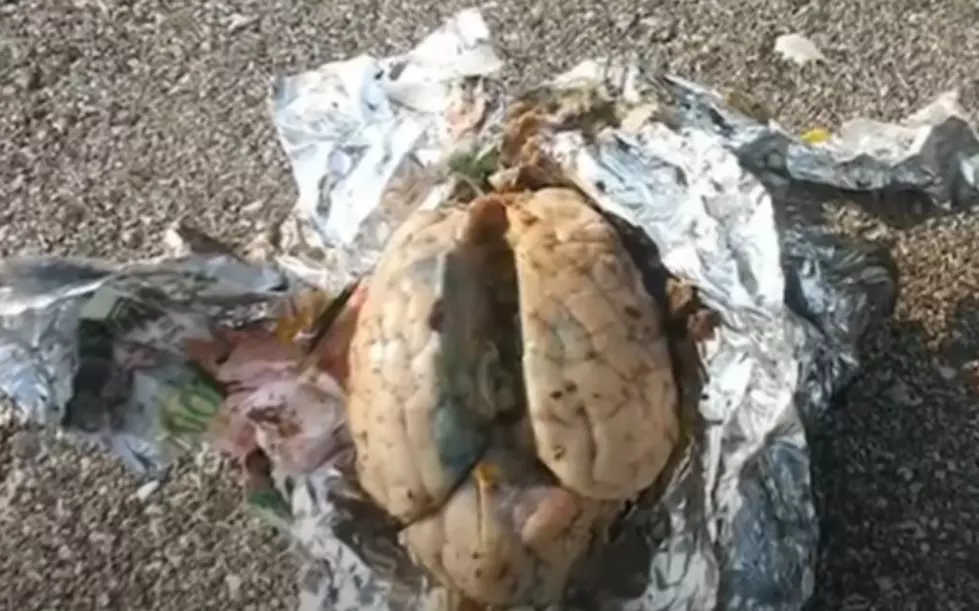 Man Finds Brain While Walking Along Beach in Wisconsin