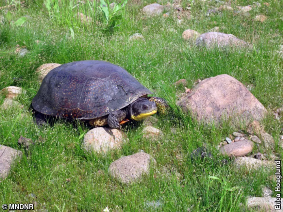 This Reptile Has One Thing All Others Don’t in Minnesota