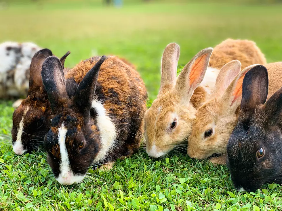 Check Out This ONLY-IN Minnesota Island Dedicated to Bunnies